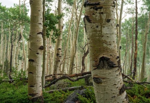 New Strange Recordings Allow Us To Hear the Unseen World of Trees