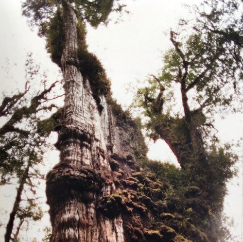 Is the world's oldest tree this stately cypress in Chile?