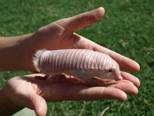 How the Enchanting, Elusive Pink Fairy Armadillo Became One Scientist's Obsession