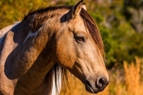 A Caribbean ‘Cow’ Tooth Could Solve the Mystery of the Chincoteague Ponies