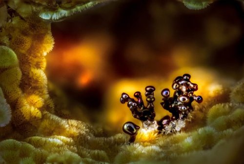 The World's Tiniest Wonders, Revealed Through Photomicrography
