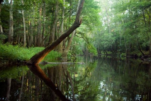 His Hand-Drawn Map of Congaree National Park Is So Accurate, the Rangers Swear By It