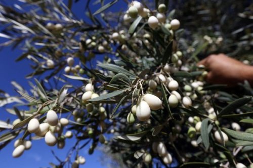 Rediscovering Calabria's Mystical White Olives