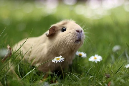 Artificial Intelligence Gave Some Adoptable Guinea Pigs Very Good Names