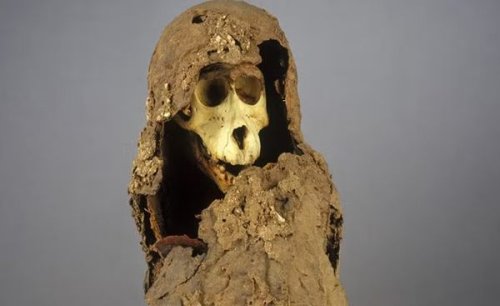 Mummified Baboons in Egypt Point to a Long Lost Land