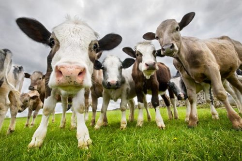 This Man Wants You to Rethink Everything You Know About Cows