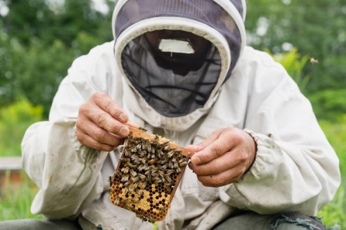 How a Canadian Beekeeper Breeds New Queens