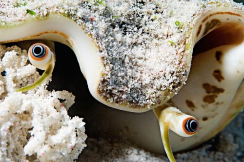 Inside a Queen Conch Nursery in Puerto Rico That May Help Save the Iconic Species