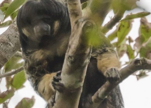 Found: A Fluffy Monkey Scientists Last Observed in the 1930s