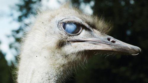 Flightless Bird, American Mouth: Lessons From Ostriches