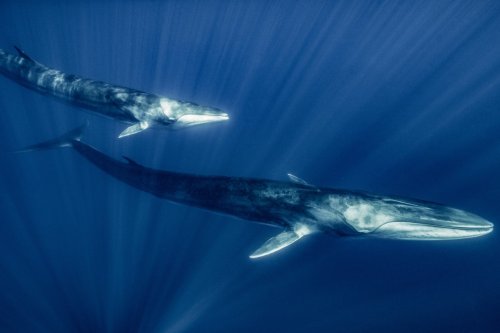 How Humans Are Learning to Speak Whale