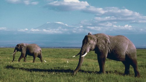 Decoding the Astonishing Secret Languages of Animals