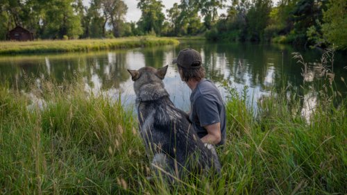 The people learning to understand wolves