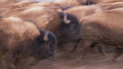 Indigenous Leaders Thwart Prison Plans with a Sacred Bison Revival