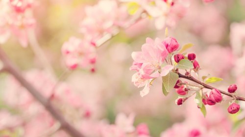 Spring Awakenings: Stories of Nature, Renewal, and Connection