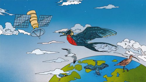 The Many Ways Scientists Are Turning Birds Into Feathered Field Assistants