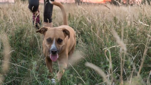 Beißattacke: Zwei Hunde verletzen Besitzer und Hundesitter