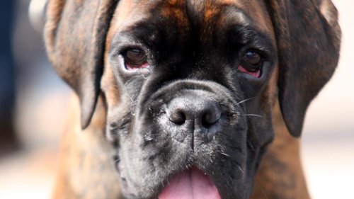 Boxer-Hund beißt Frau: Besitzer gesucht