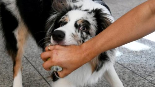 Freilaufender Hund beißt Jogger: Peta fordert Hundeführerschein