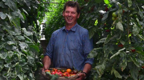 2022 ist ein Tomatenjahr: Ein Augsburger Gärtner baut 60 Sorten an