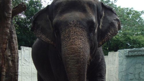 "Traurigster Elefant der Welt": Mali ist im Zoo von Manila gestorben