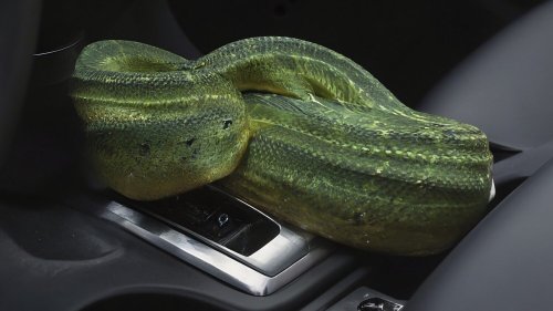Elle découvre un serpent venimeux dans sa voiture… et décide quand même de rouler !