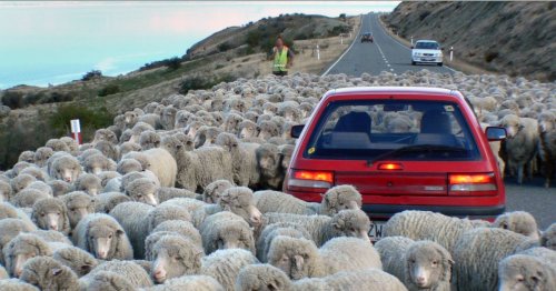 Une course-poursuite mène à la découverte de moutons dans un coffre !