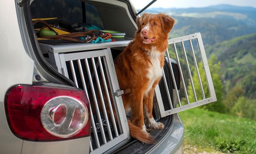 Gitterbox für Hunde im Auto: Darauf beim Kauf achten!