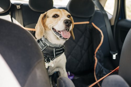 Hundedecken fürs Auto im Vergleich: Die beste Lösung für Ihren Hund
