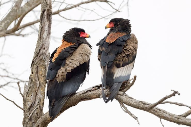 The South African Birding Magazine cover image