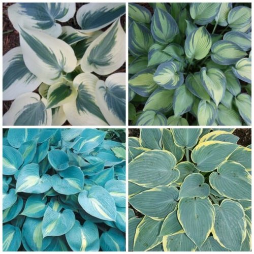 6 lessons about hosta, with tony avent