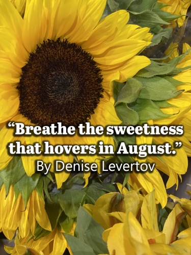 Breathe the Sweetness that Hovers in August