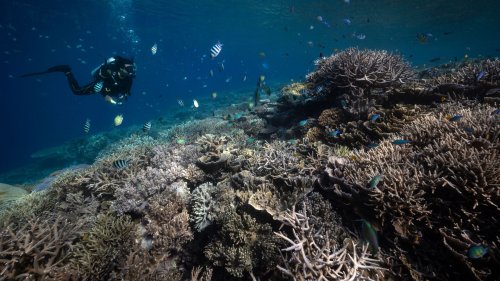 World's fourth global coral bleaching event is underway, NOAA says