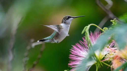 ‘No One Voted to Slaughter Hummingbirds’: Trump’s DOI Guts Bird Protections, Again