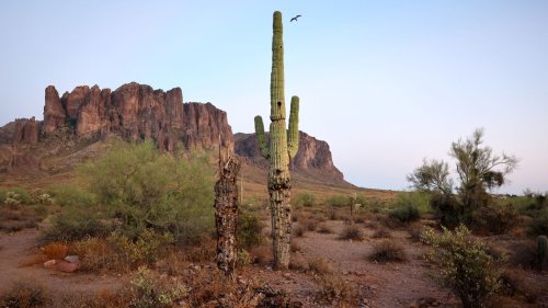 Scorching saguaros: Climate extremes are killing cactuses