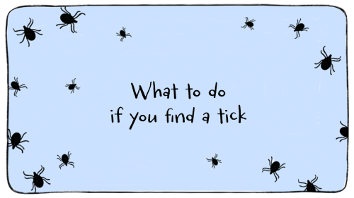 🔍 What to do if you find a tick