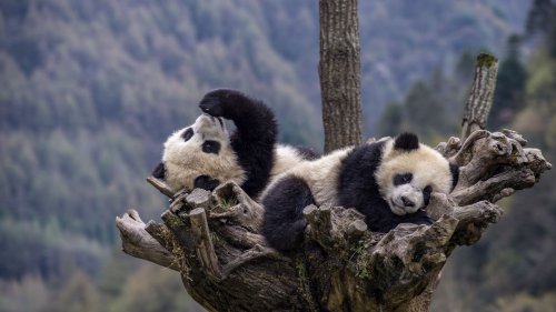 "Envoys of friendship": China set to send giant pandas to San Diego Zoo
