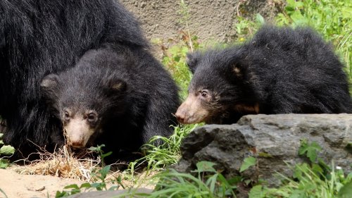 Sloth bear cubs named for two of Philly's favorite athletes