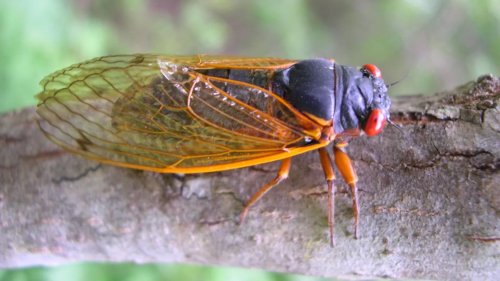 STD-riddled "zombie" cicadas are coming in hot