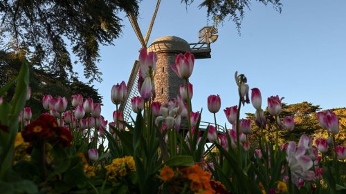 6 things about Golden Gate Park that might surprise you