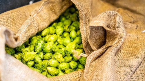 Where to find Colorado's best fresh hop beers