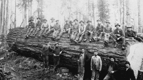 This week in history: Loggers gone wild