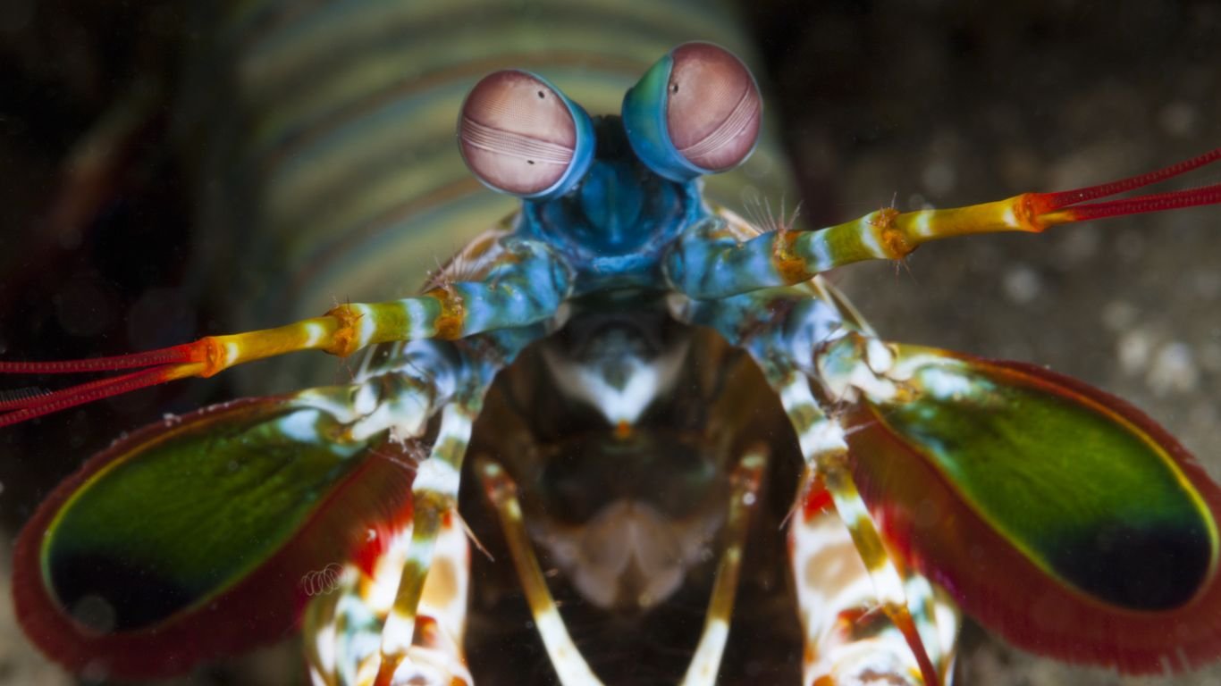 Dangerous mantis shrimp seen near Miami Beach shores during Ian