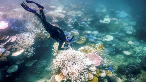 Great Barrier Reef faces historic bleaching from "perfect storm of threats"