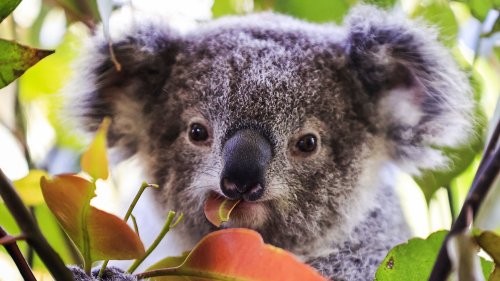 Australia to allocate 30% of land mass for protection of endangered species
