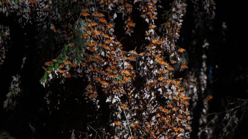 Monarch butterflies see resurgence in Mexico
