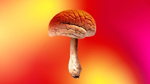 'Shrooms go mainstream with Washington state medical trial