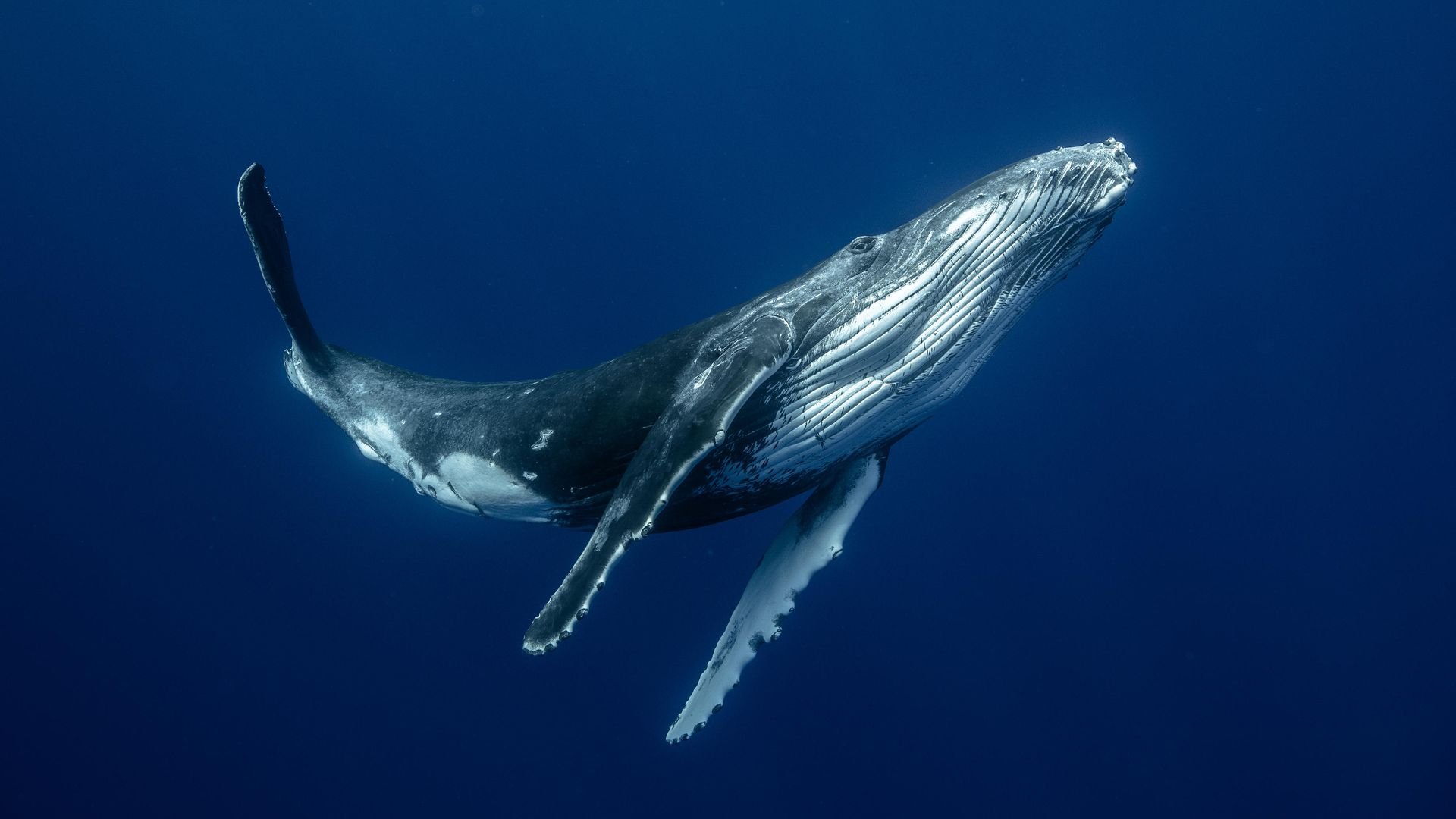 How whales sing underwater