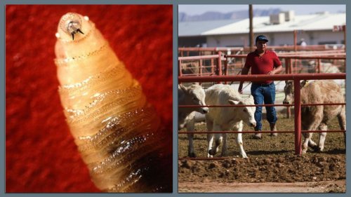 What to know about screwworm as U.S. suspends Mexican cattle imports