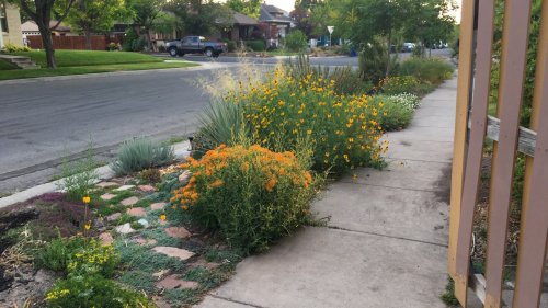 Tips for planning a xeriscape to replace your lawn